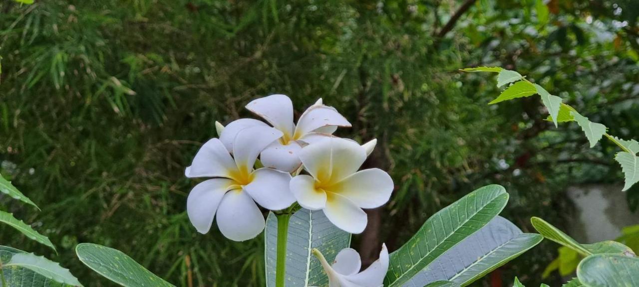 Sriyan Villa Берувала Экстерьер фото